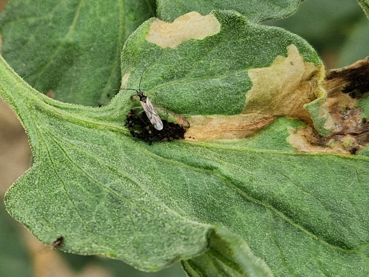 Il miride Dicyphus errans durante la predazione di una larva di T. absoluta all'interno di una serra